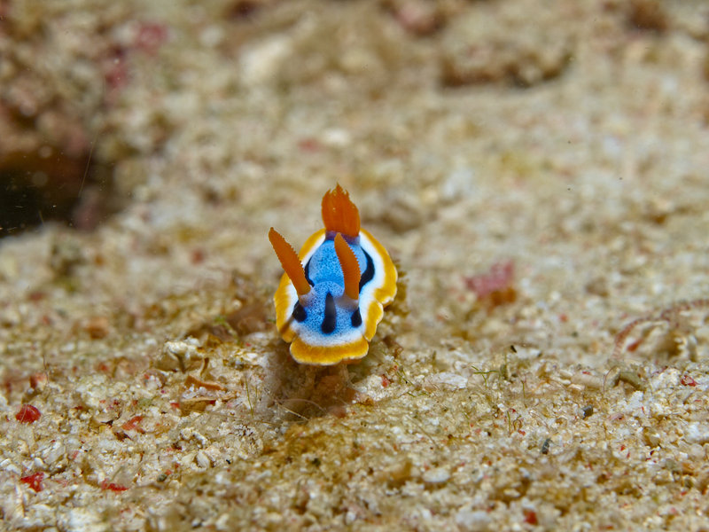 Nudibranch, Batangas Channel